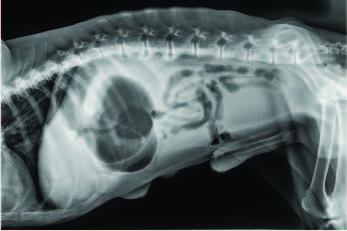 Pet X-Ray