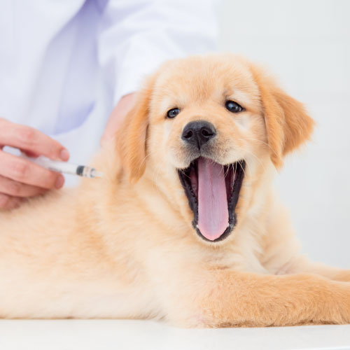 Vaccination-dog Vaccination