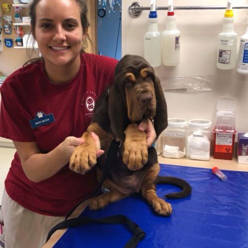 prevent-care Preventative Health